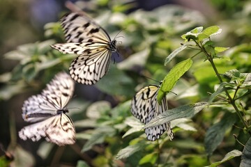 Group o Milkweed butterflies are landing on a green, fresh plant