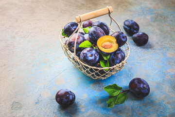 Freshly picked prune plums (Zwetschgen) fruits in a basket