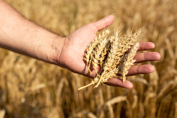 The farmer's hand holds the plucked ears of wheat in his hand
