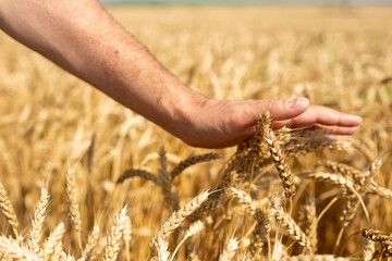 A man's hand holds a spikelet of wheat in a field