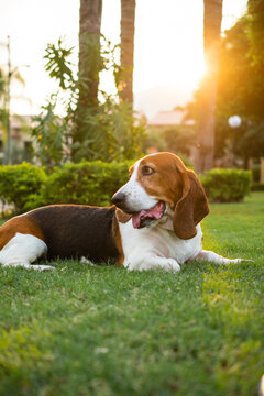 BASSET HOUND EN EL CESPED EN EL ATARDECER