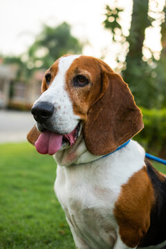 BASSET HOUND EN EL CESPED EN EL ATARDECER