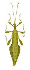 Walking Leaf Insect in White Background
