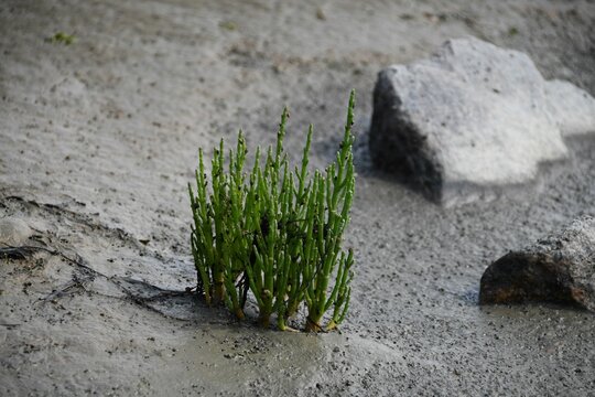 Bush of Pickleweed growing in the mud by the lake