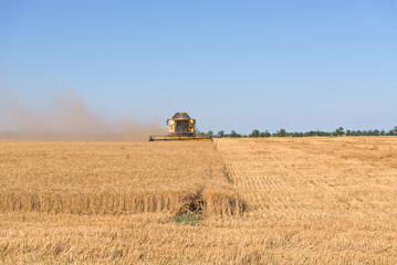 Fototapeta premium Combine harvester harvests wheat in a wheat field