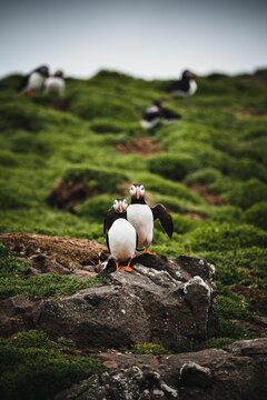Vertical shot of two Atlantic puffin birds standing on a coastal cliff covered in moss