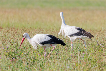 Two white storks forage in a flowering meadow at the edge of the forest
