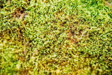 The texture of green moss. Moss background. Green moss grows on a stone or tree bark.