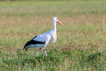 Two white storks forage in a flowering meadow at the edge of the forest