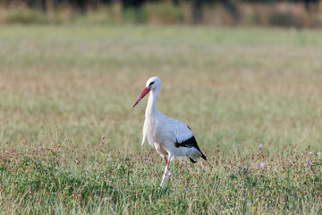 Two white storks forage in a flowering meadow at the edge of the forest