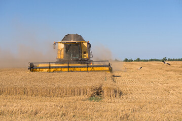 Fototapeta na wymiar Combine harvester harvests wheat in a wheat field