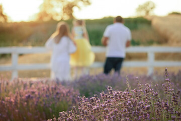 Family on lavender field. camera focus on foreground