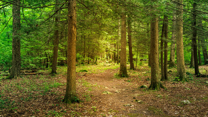 Fototapeta na wymiar Footpath in the forest at Stokes State Forest New Jersey