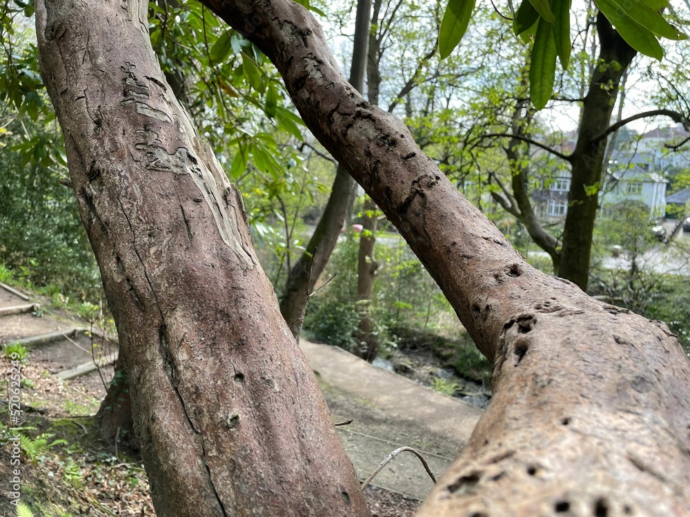 Poster details of the tree trunks texture
