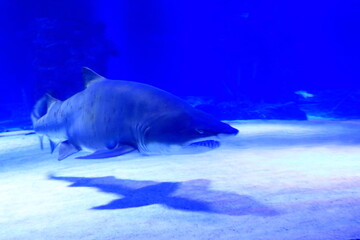 Obraz premium shark at Antalya aquarium in turkey