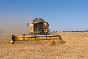 Fototapeta premium Combine harvester harvests wheat in a wheat field