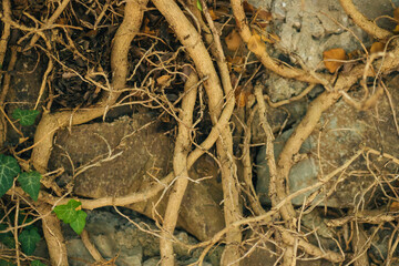 Large and long tree roots. Forest or park. The roots are intertwined and tangled. Natural background.