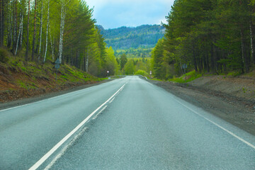 Country asphalt road in a forest area