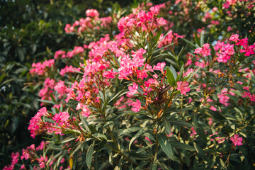 Delicate flowers of pink oleander, Nerium oleander, bloomed in summer. Shrub, small tree, garden plant. Natural beautiful background.