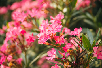 Delicate flowers of pink oleander, Nerium oleander, bloomed in summer. Shrub, small tree, garden plant. Natural beautiful background.