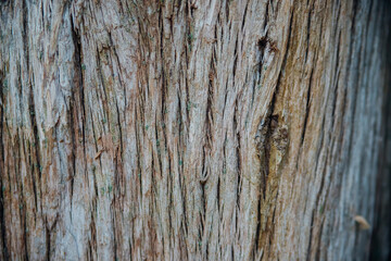 The texture of the tree bark. Tree in the park close-up. Relief texture and background.