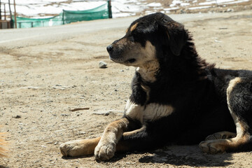 Local Stray Dogs Having Fur Sitting On Ground Infront Of Himalayan Mountain Range Covered With Ice And Snow Glacier In Ladakh and Leh, India