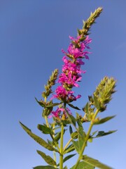 flowers on blue sky background