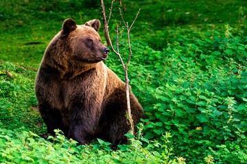 Marsican brown bear sitting in a grass  looking aside