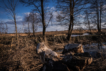 Obraz premium Early spring in the valley of the Narew River in the Narew National Park a sunny afternoon day.