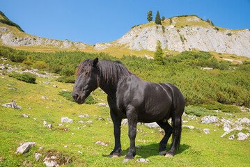 Noriker horse, at alpine pasture, mountain landscape