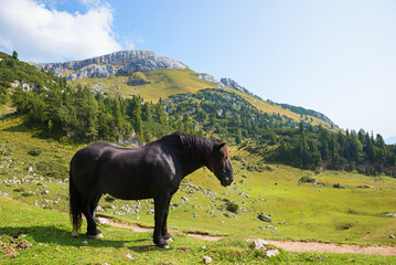 black Noriker draft horse in alpine landscape