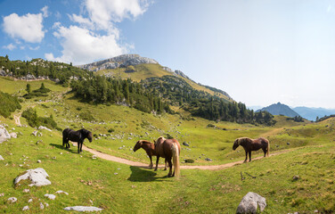 South German draft horses on the mountain pasture