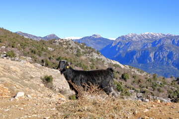 Goats in front of the taurus mountains in turkey near antalya