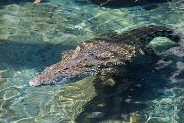 Beautiful close-up of a Nile crocodile swimming leisurely in the water.