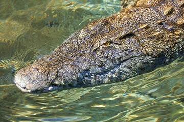 Beautiful close-up of a Nile crocodile swimming leisurely in the water.