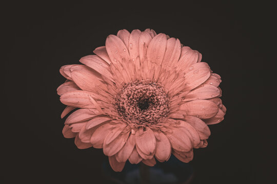 Pink Gerber Daisy