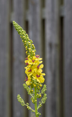 Closeup or macro of yellow flower in summer