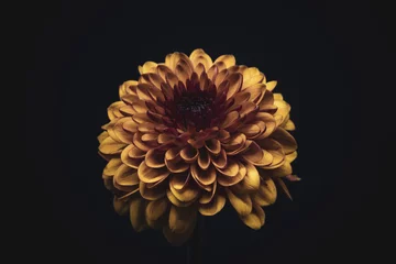 Zelfklevend Fotobehang yellow dahlia flower © Emarh