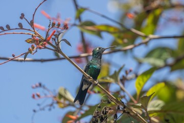 Fototapeta premium Closeup of a cute Hummingbird sitting on a tree branch during daytime