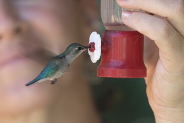Fototapeta premium Closeup of a cute Hummingbird drinking water from the feeder
