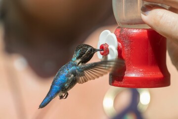 Fototapeta premium Closeup of a cute Hummingbird drinking water from the feeder