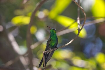 Fototapeta premium Closeup of a cute green Hummingbird sitting on a tree branch during daytime