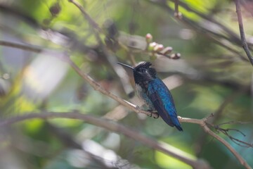 Fototapeta premium Closeup of a cute blue Hummingbird sitting on a tree branch during daytime