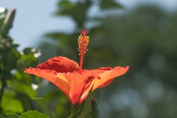 Closeup of a orange Hibiscus in nature during daytime