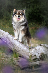 Portrait of a young Finnish Lapphund dog