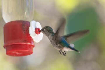 Fototapeta premium Closeup shot of a hummingbird drinking nectar from a feeder