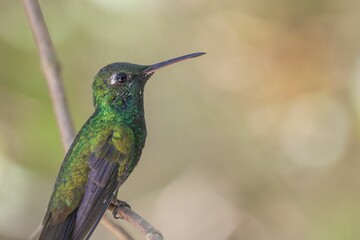 Fototapeta premium Closeup shot of a hummingbird perched on a branch
