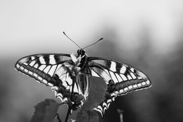 Macro grayscale shot of Swallowtail butterfly on a plant leaves