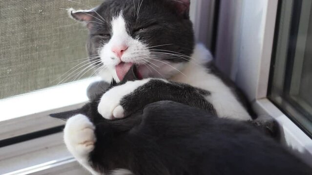 a big grey and white male cat lick a grey kitten