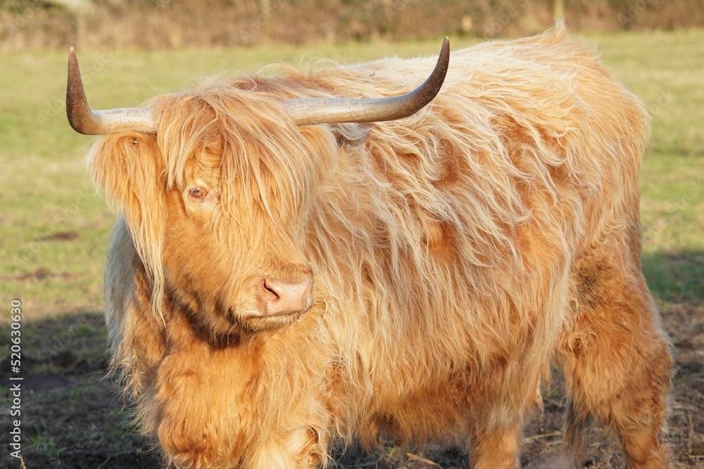 Poster Closeup shot portrait of a Highland cattle standing in the grass farm